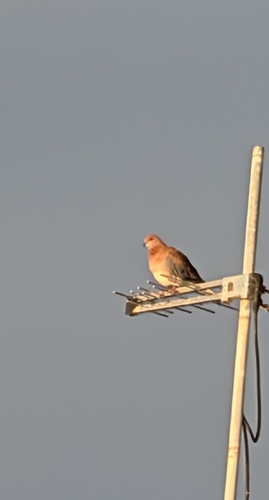 Laughing Dove