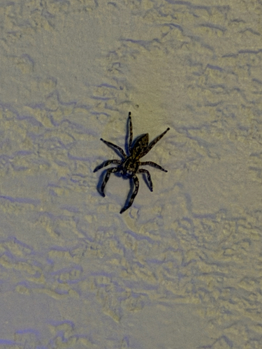 Tan Jumping Spider