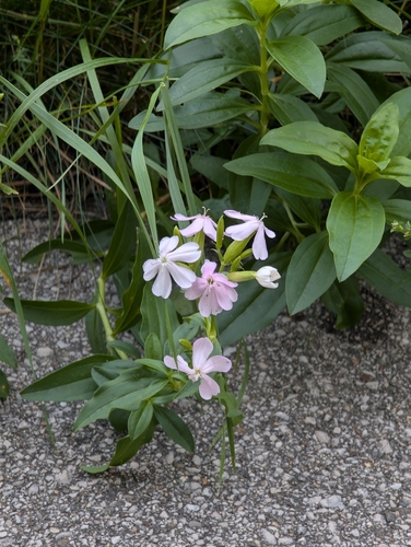 common soapwort