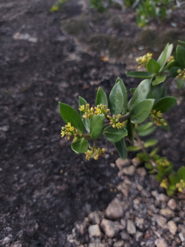 Ruehssia sessilifolia