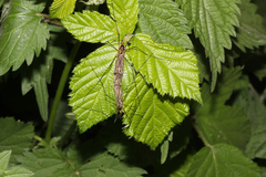 Tipula