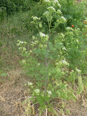 Chaerophyllum bulbosum