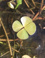 Marsilea mutica