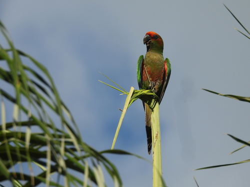 Golden-capped Parakeet