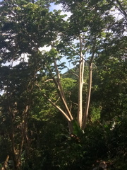 Cecropia schreberiana