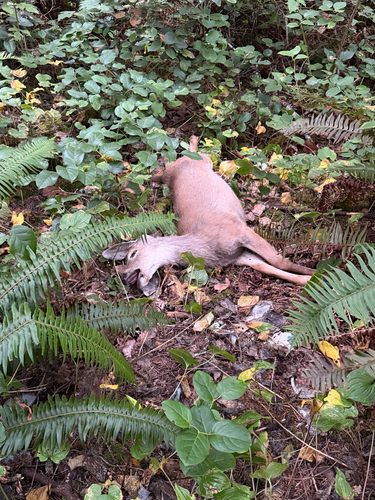 Columbian Black-tailed Deer