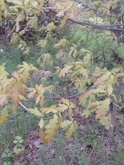 Quercus robur