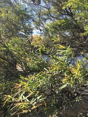 Melaleuca trichostachya