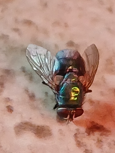 Blue-green Bottle Fly