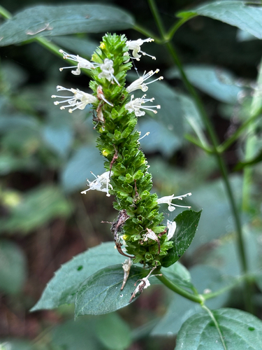 Agastache nepetoides, photograph 3