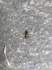 Clytus tropicus