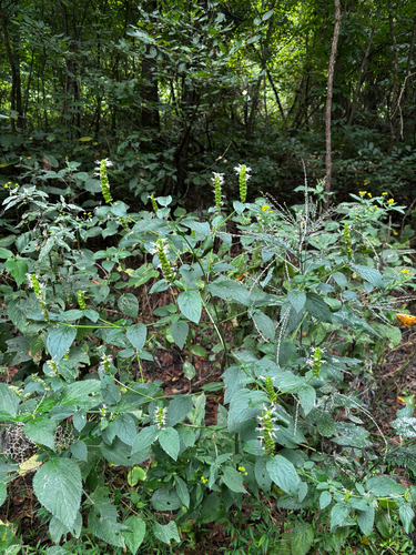 Agastache nepetoides, photograph 4