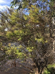 Melaleuca trichostachya