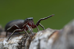 Tutelina similis