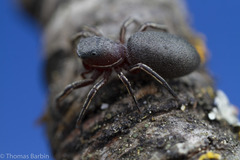 Tutelina similis
