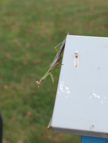 Carolina Mantis