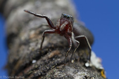 Tutelina similis