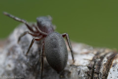 Tutelina similis