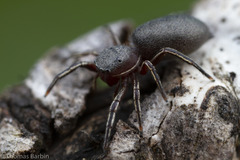 Tutelina similis