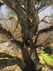 Melaleuca trichostachya