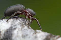 Tutelina similis