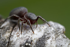 Tutelina similis