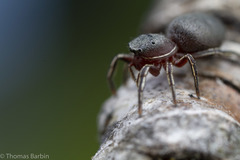 Tutelina similis