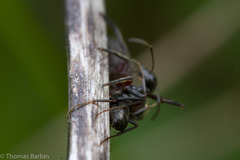 Tutelina similis
