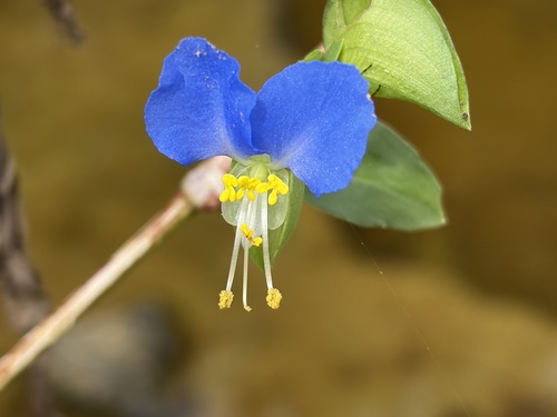 Asiatic dayflower