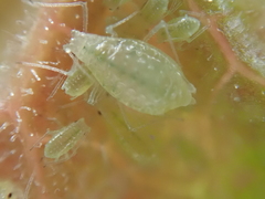 Aphididae