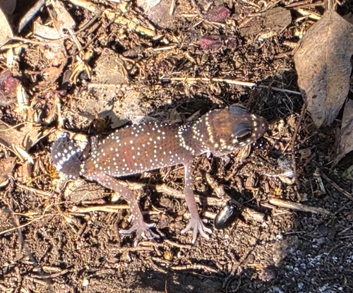 Thick-tailed Barking Gecko