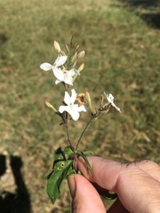 Pseuderanthemum variabile