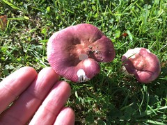 Russula nitida