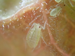 Aphididae
