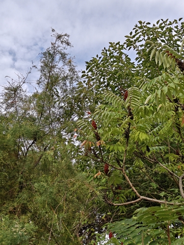 staghorn sumac