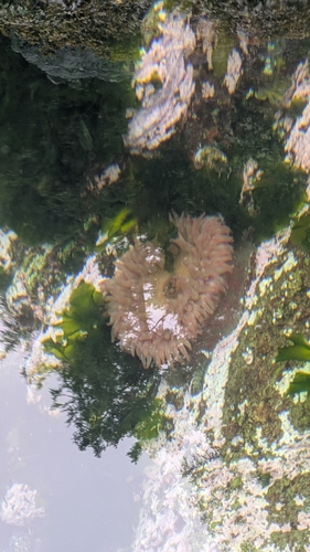 Painted Anemone