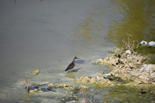 Solitary Sandpiper