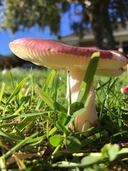 Russula nitida