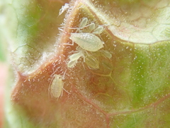 Aphididae
