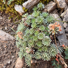 Saxifraga sempervivum
