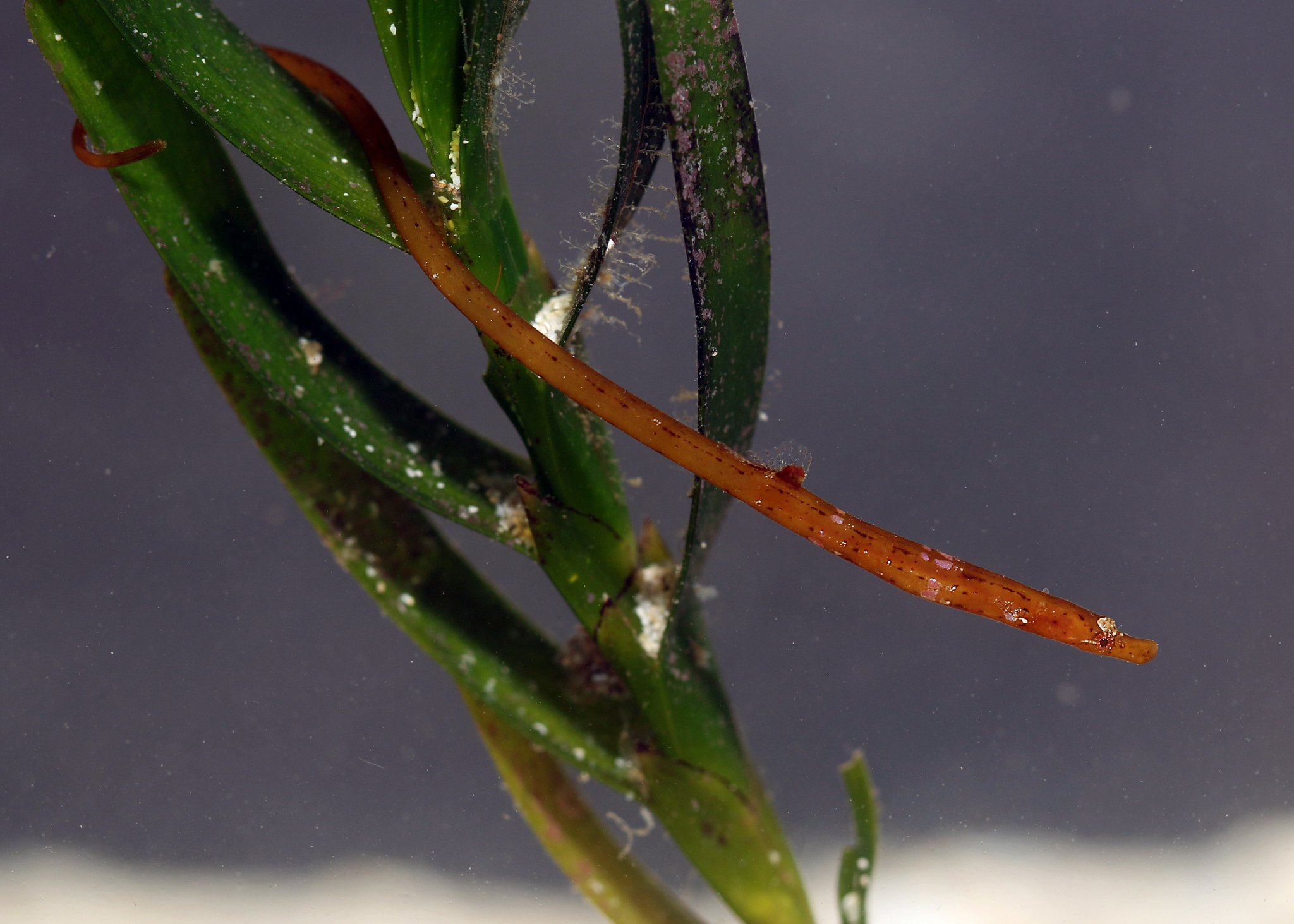 Prophet's Pipefish photo 6