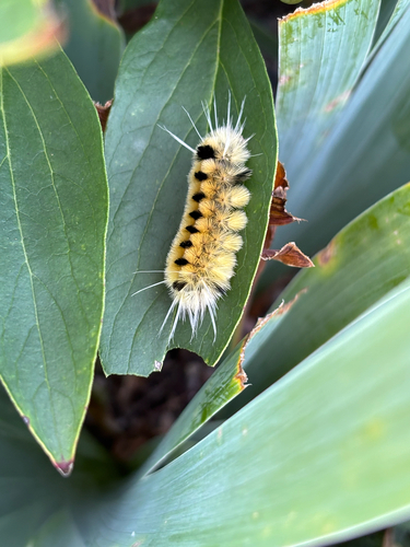 Spotted Tussock Moth