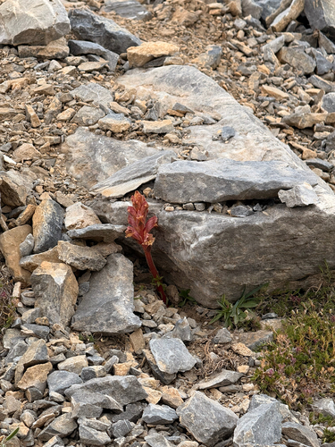 Orobanche alba, photograph 1