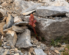Orobanche alba