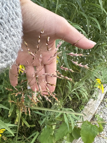 Indiangrass