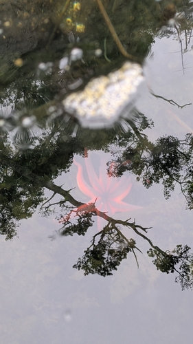 Striped Sun Star