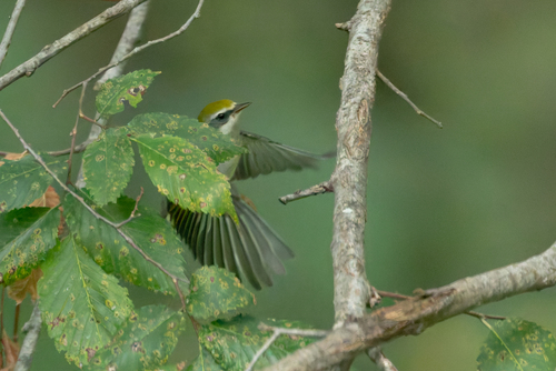 Golden-winged Warbler