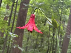 Lilium canadense