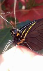 Pereute charops charops