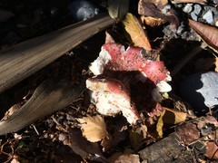 Russula nitida